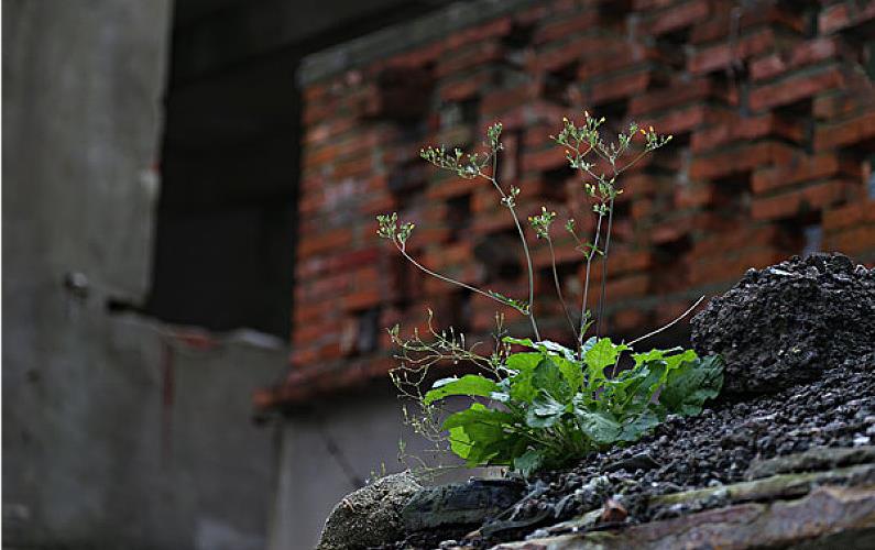 1627889724714161.jpeg 小草.jpg